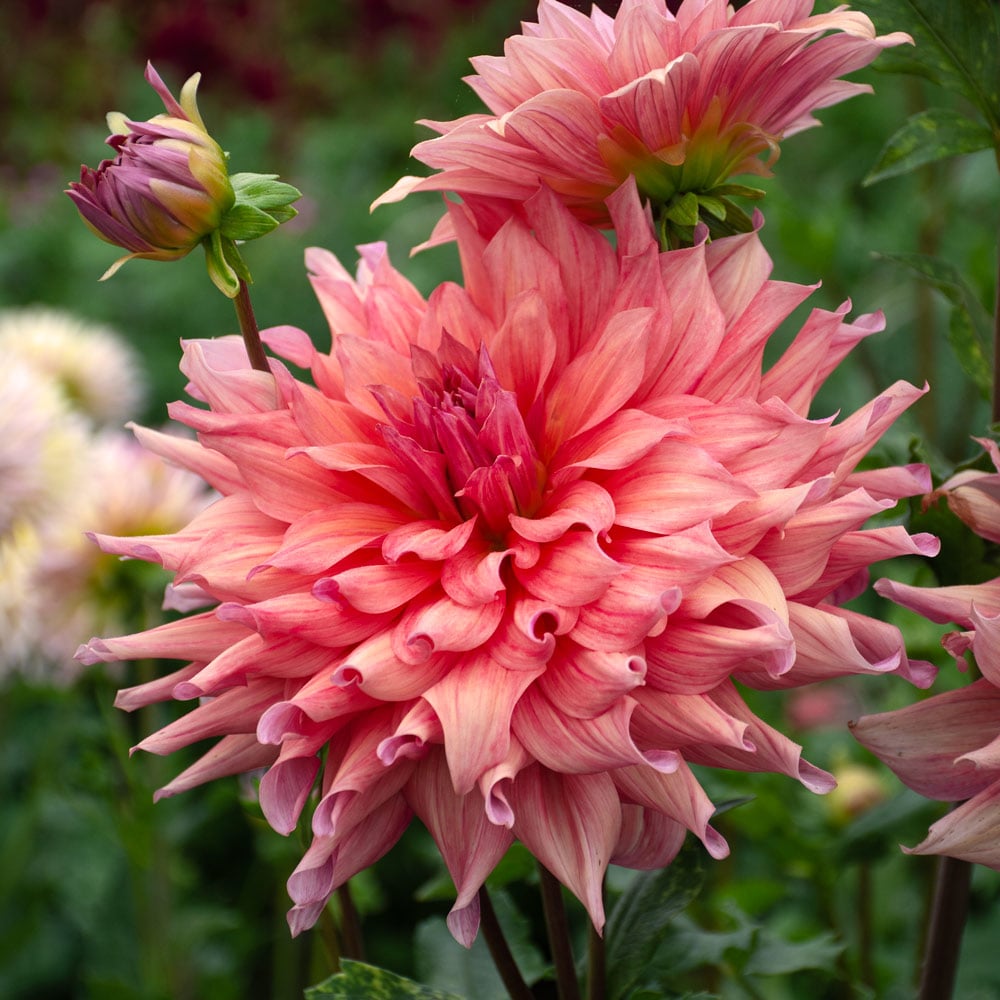 Dahlia 'Belle of Barmera'