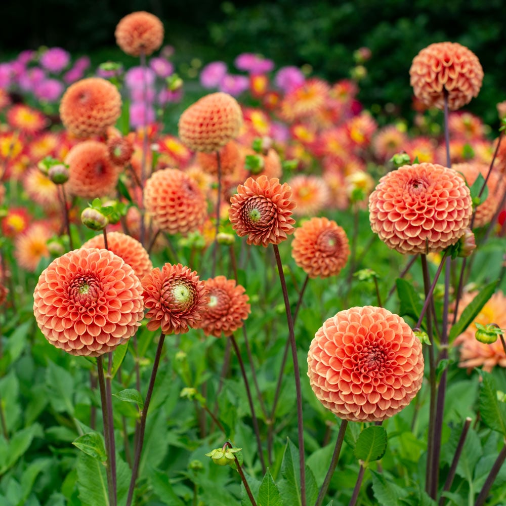 Dahlia 'Cornel Bronze'