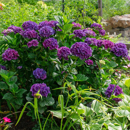 Hydrangea macrophylla Color Fantasy®