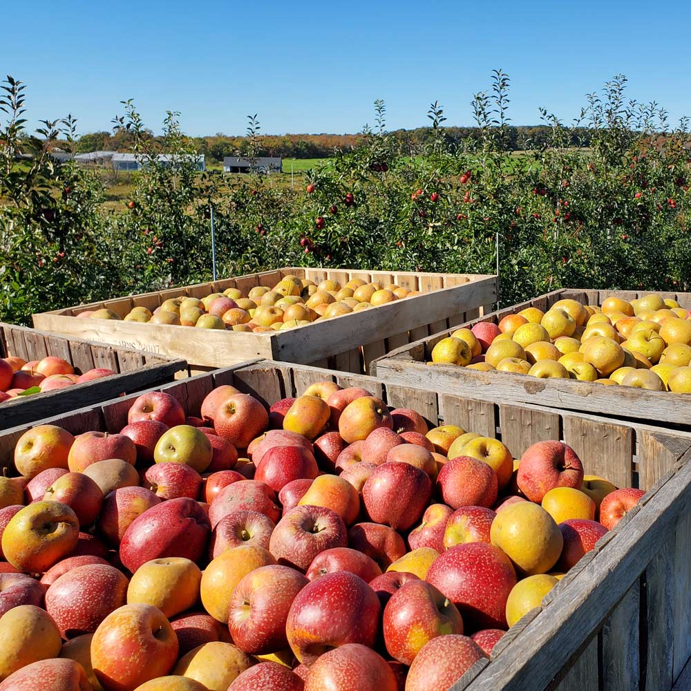 Hidden Gem Heirloom Apples - Standard Shipping Included