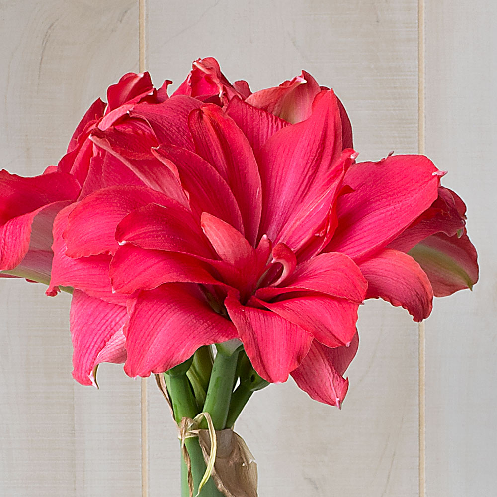 Amaryllis 'Candy Nymph,' one bulb in white ceramic cachepot