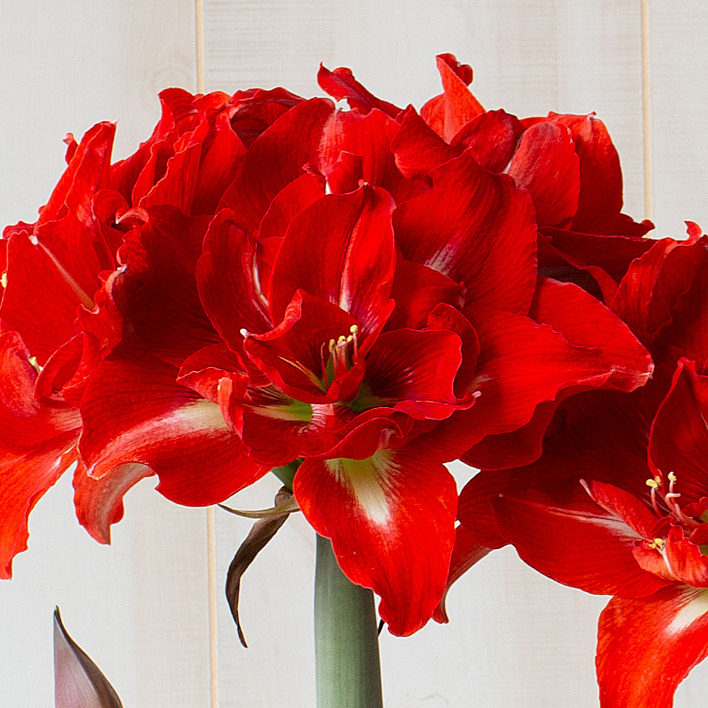 Amaryllis 'Happy Nymph,' two nursery pots in natural jute basket