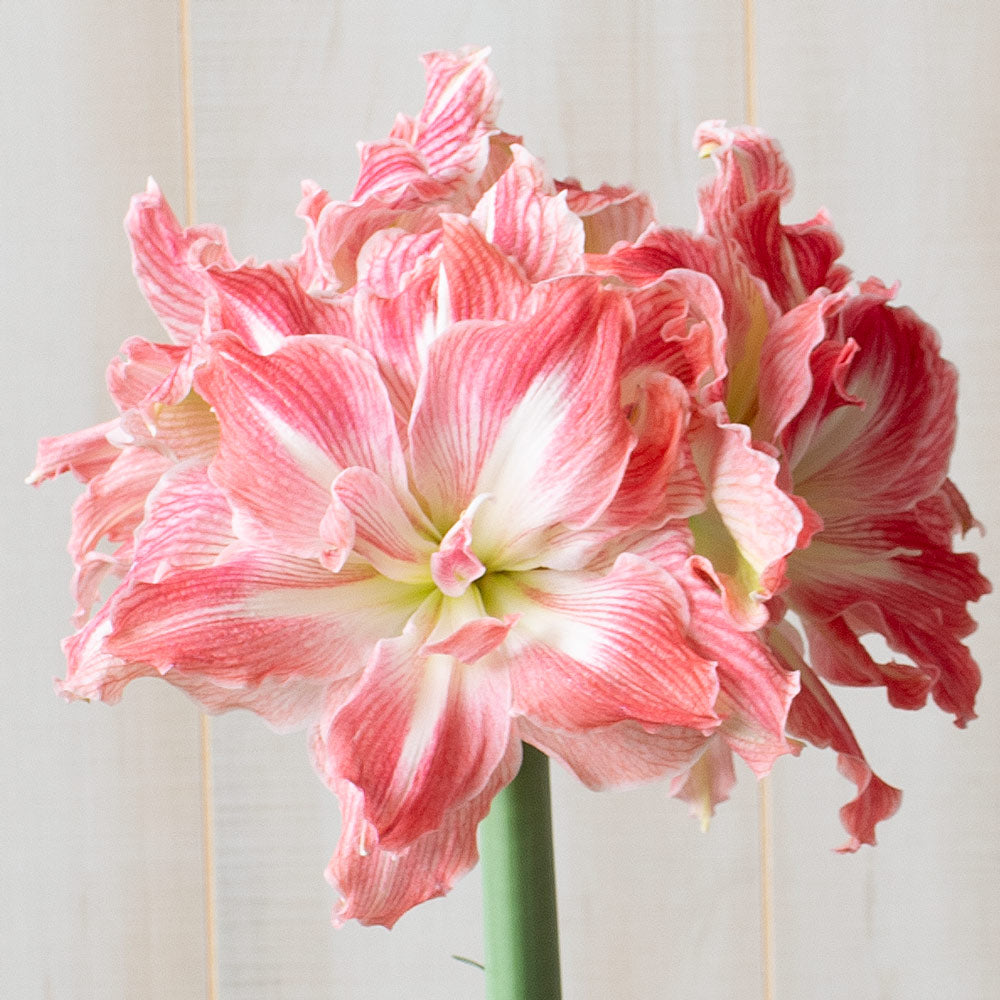 Amaryllis 'Pretty Nymph,' one bulb in cachepot