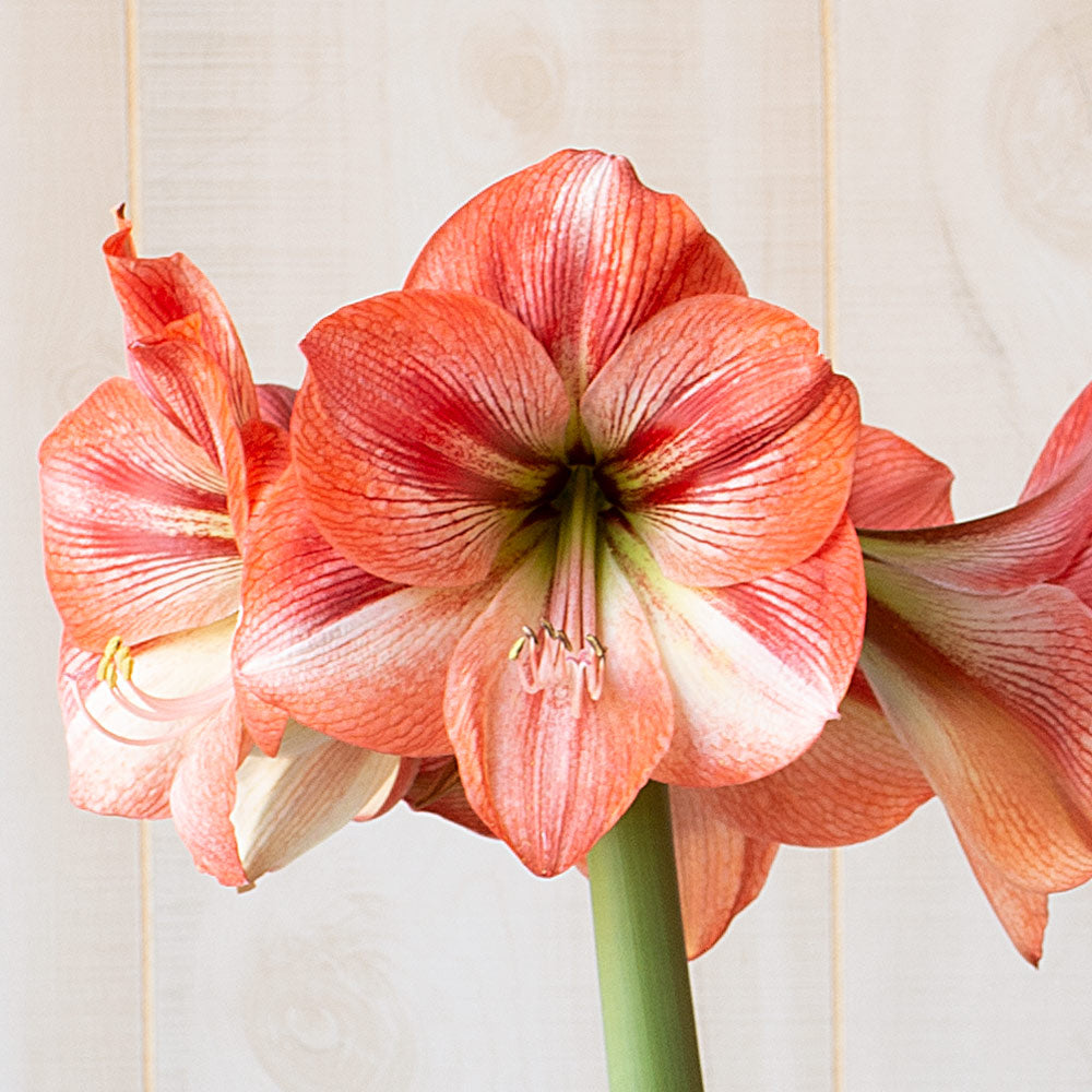 Amaryllis 'Provence,' one bulb in natural jute basket