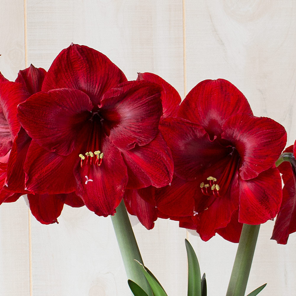 Amaryllis 'Red Reality,' one bulb in natural jute basket
