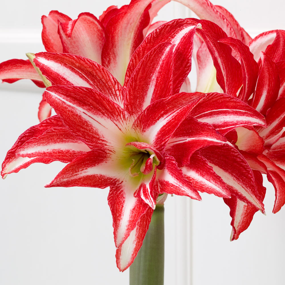 Amaryllis 'Splash,' one bulb in natural basket