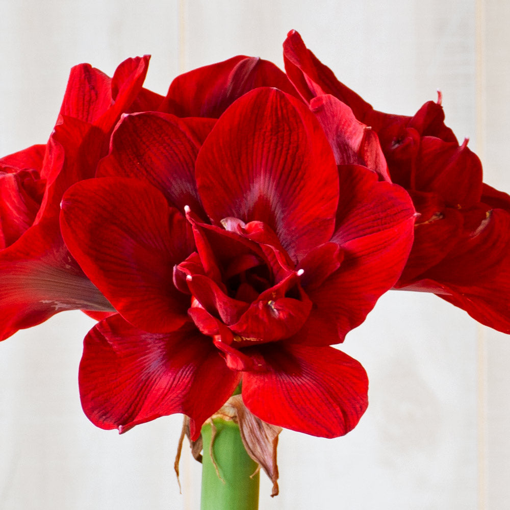 Amaryllis 'Velvet Nymph,' two nursery pots in natural jute basket