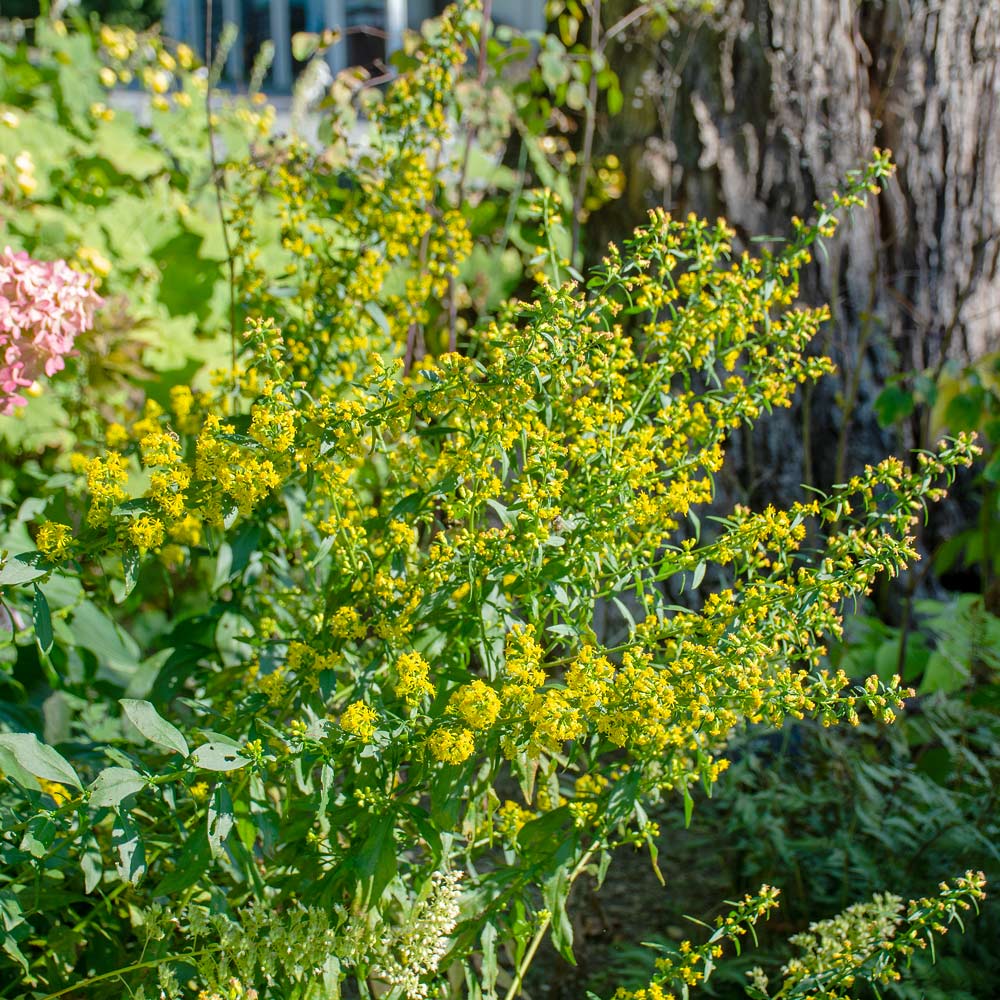 Solidago caesia