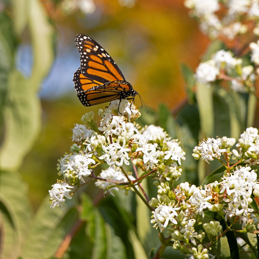Heptacodium miconioides Temple of Bloom®