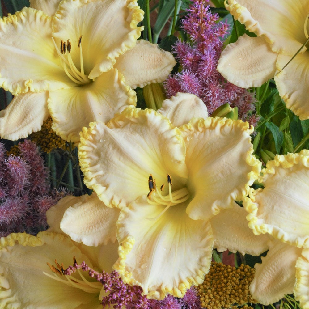 Hemerocallis 'Marque Moon'