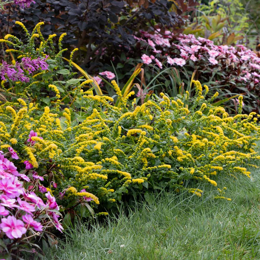 Solidago sphacelata 'Golden Fleece'