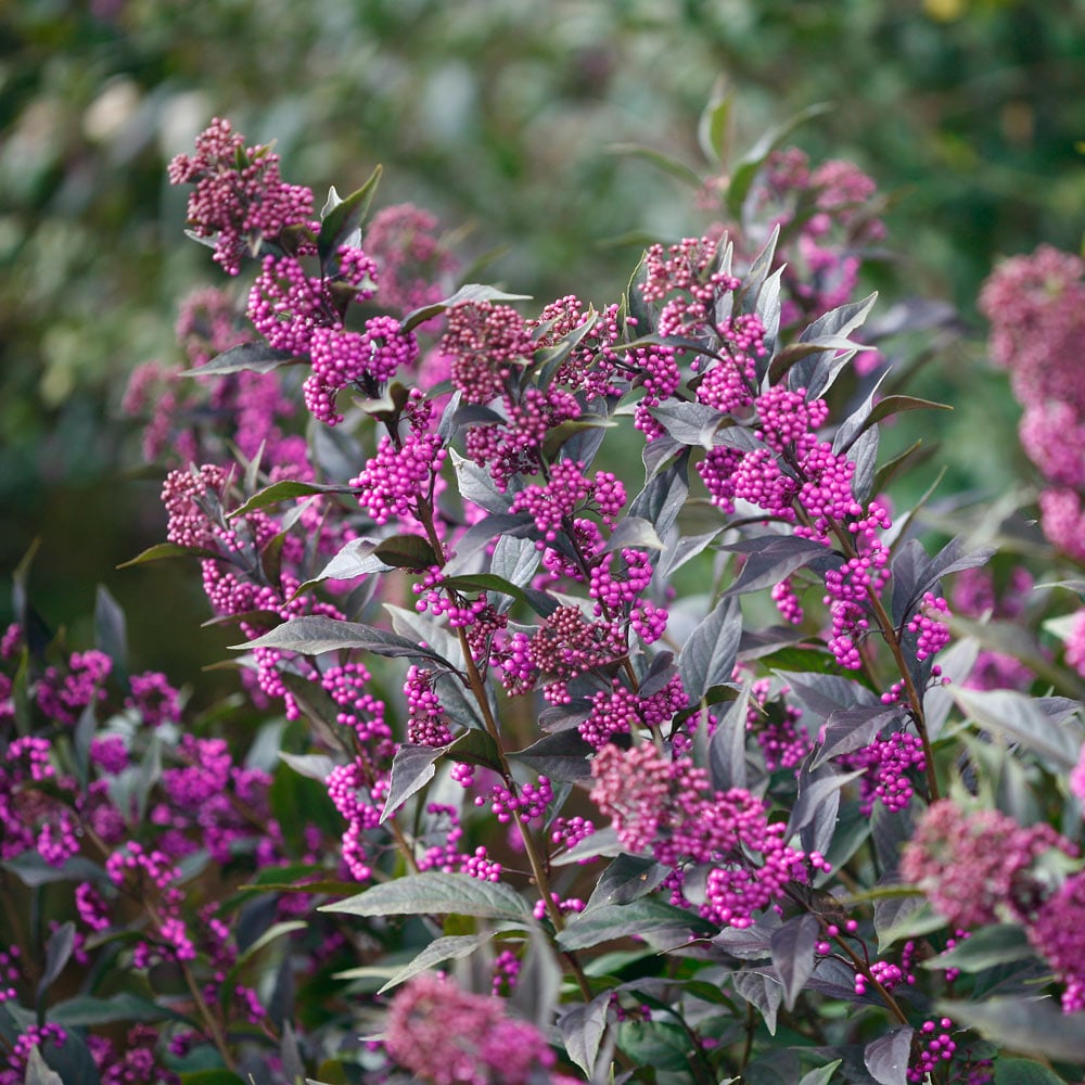 Callicarpa Pearl Glam®