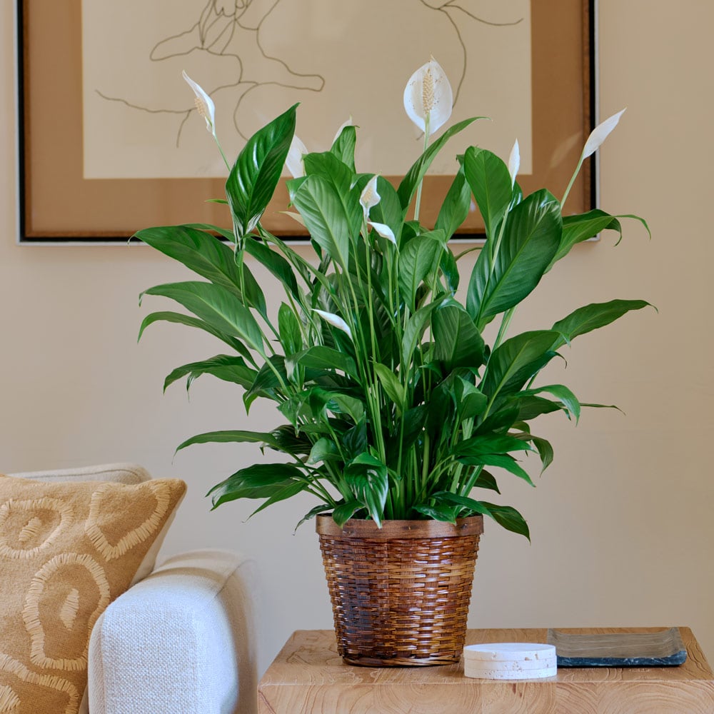 Peace Lily 'Mojo' in woven basket