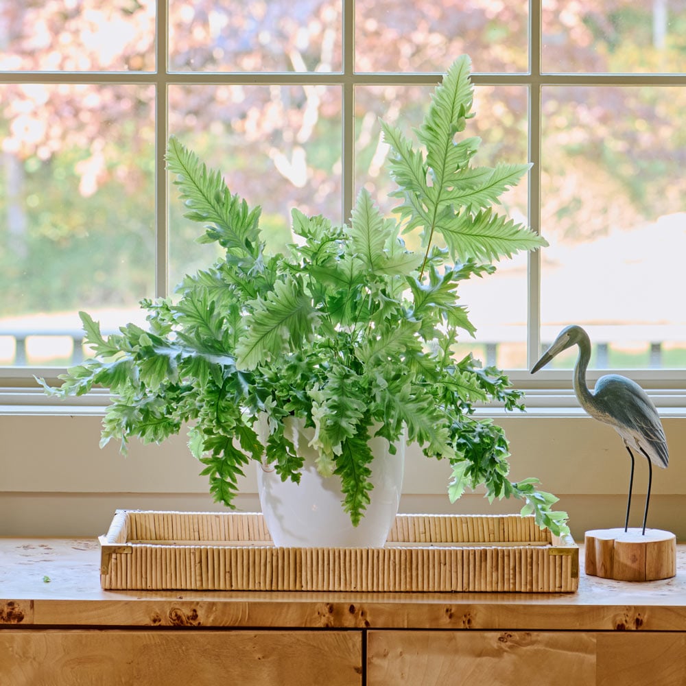 Blue Star Davana Fern