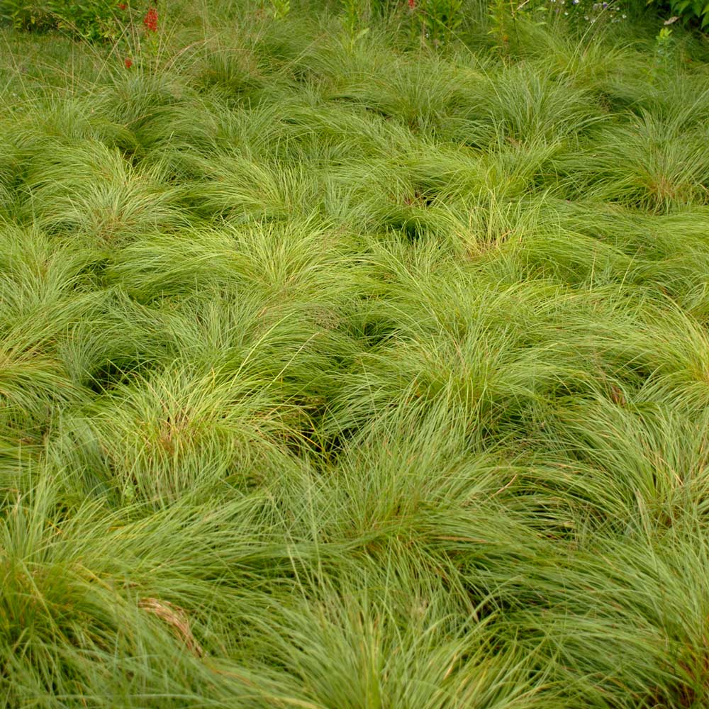 Sporobolus heterolepis