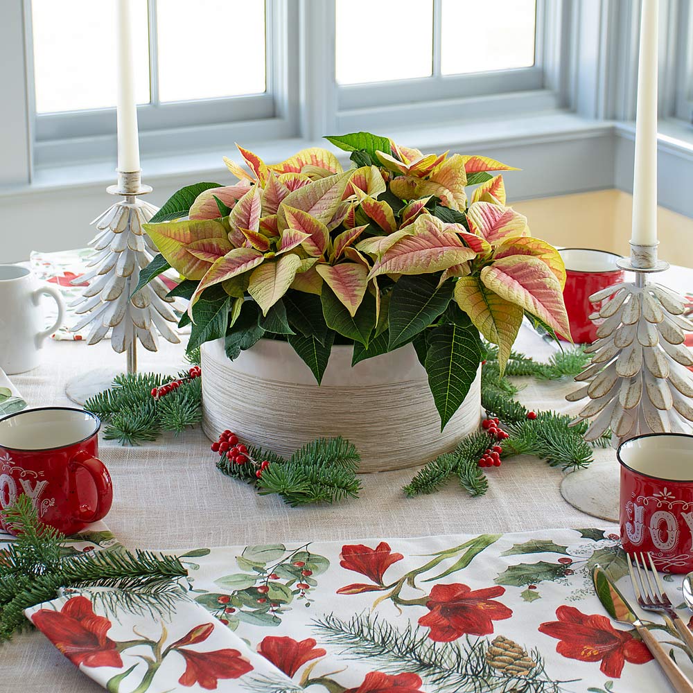 Marble Poinsettia Dish Garden Kit