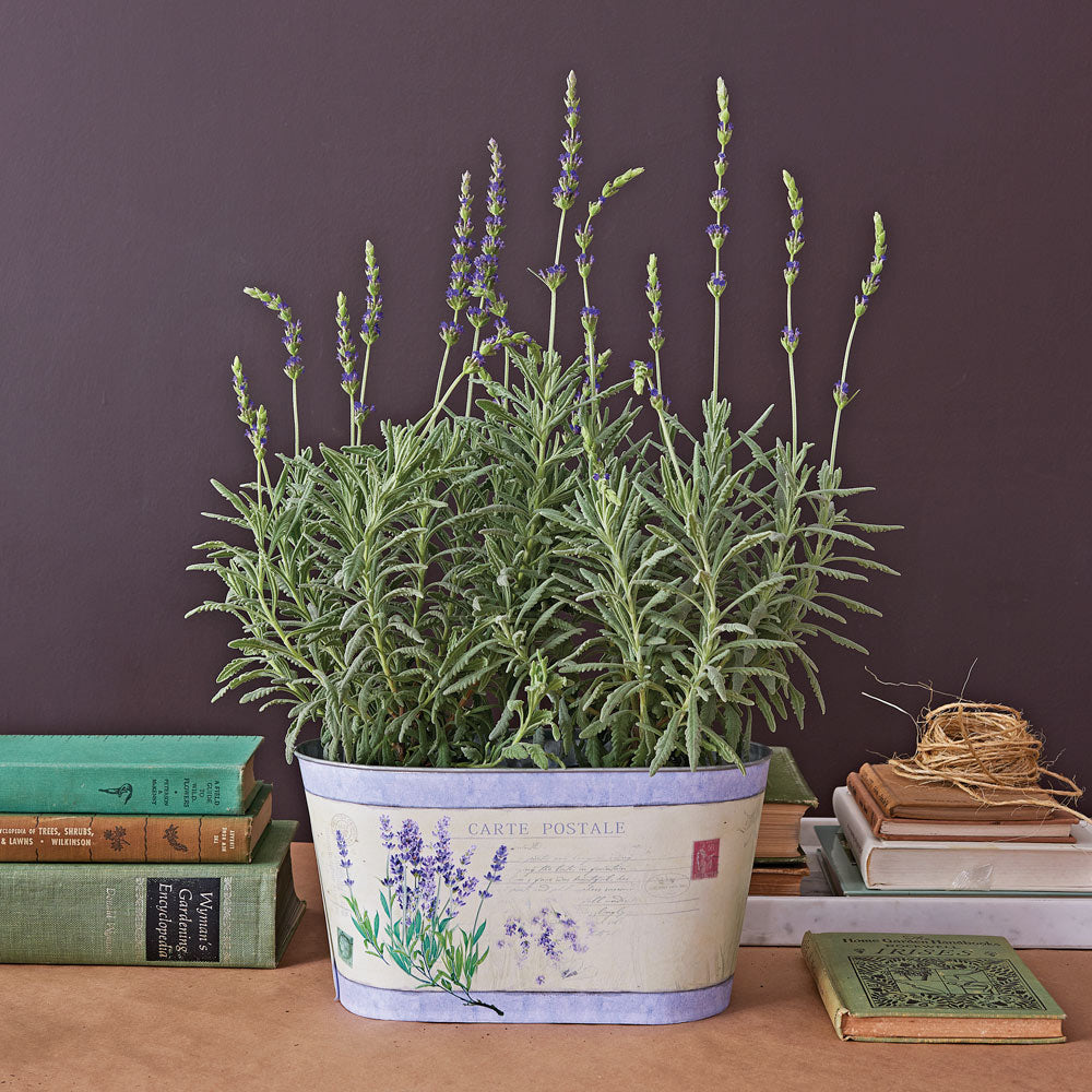 Lavender 'Goodwin Creek Grey' in decorative metal cachepot