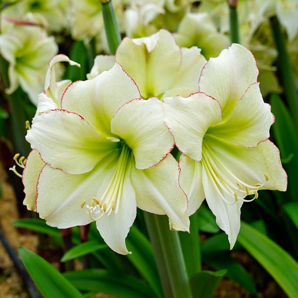 Amaryllis 'Lemon Cream,' one bulb in natural jute basket