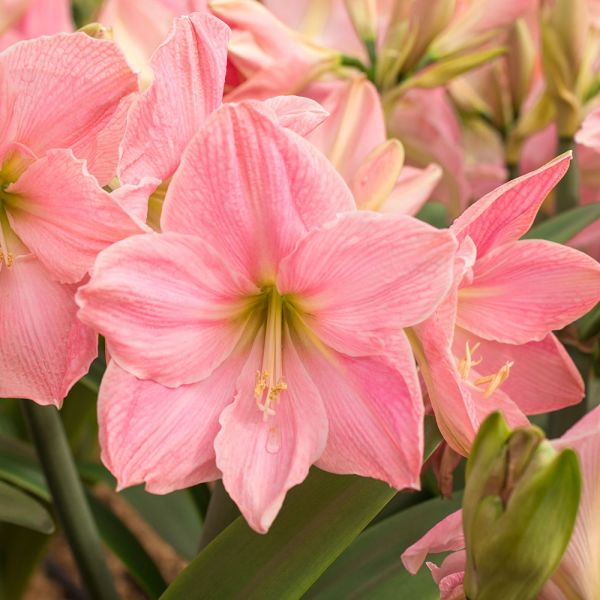 Amaryllis 'Sweet Star' & Sawara Cypress Dish Garden Kit