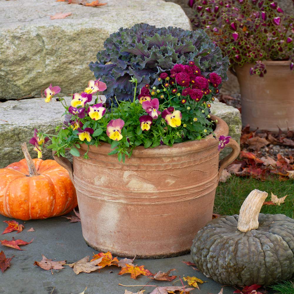 Mulled Wine Fall Container Garden