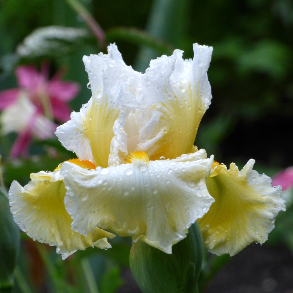 Iris germanica 'Cloud Dweller'