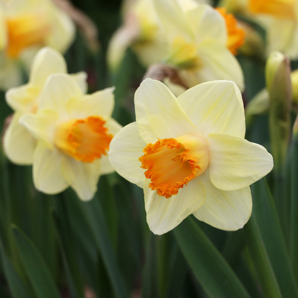 Narcissus 'Lincoln Eliot'
