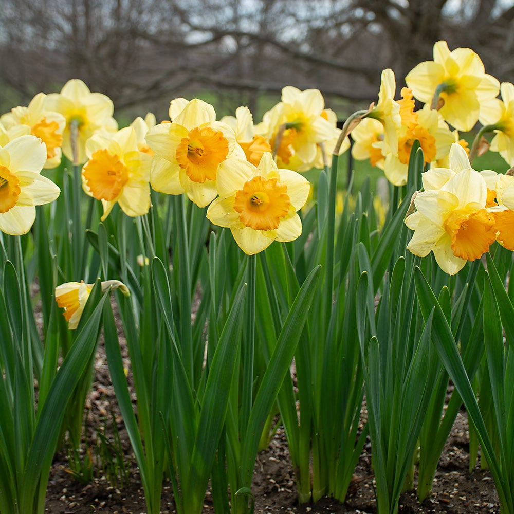 Weatherproof Large-Cupped Daffodil Mix