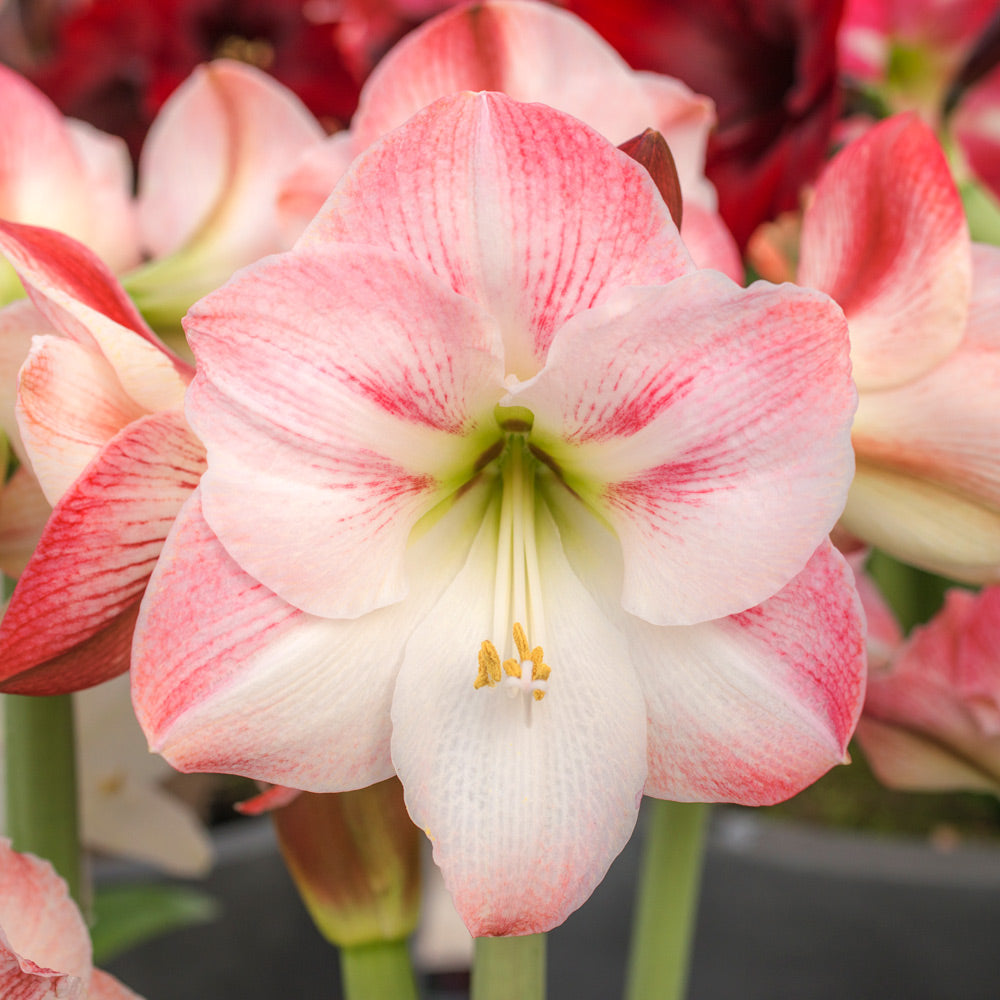 Amaryllis 'Apple Blossom,' two nursery pots in natural jute basket