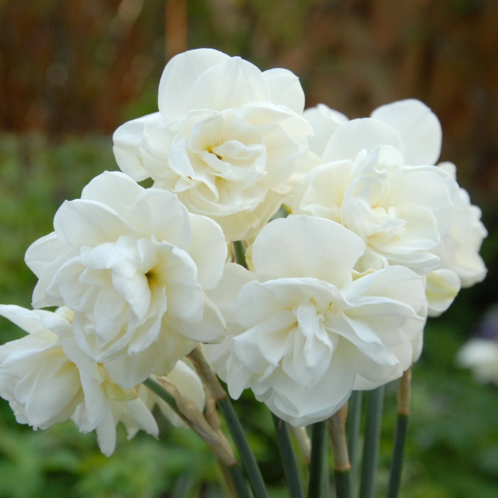 Narcissus 'Rose of May'