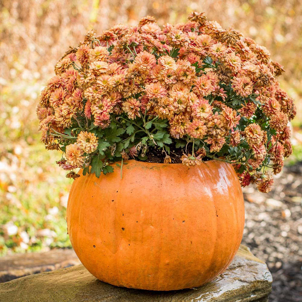 Pumpkin Planter, Orange