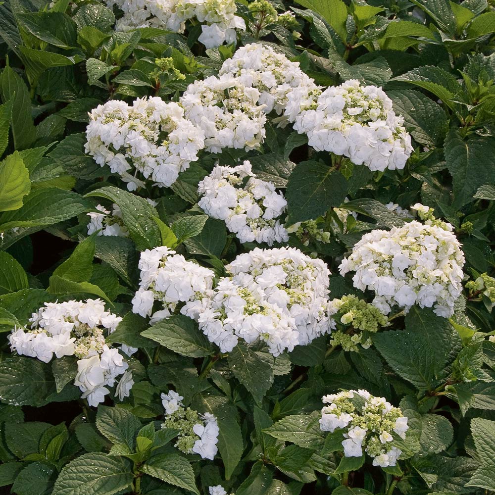 Hydrangea macrophylla 'Wedding Gown'