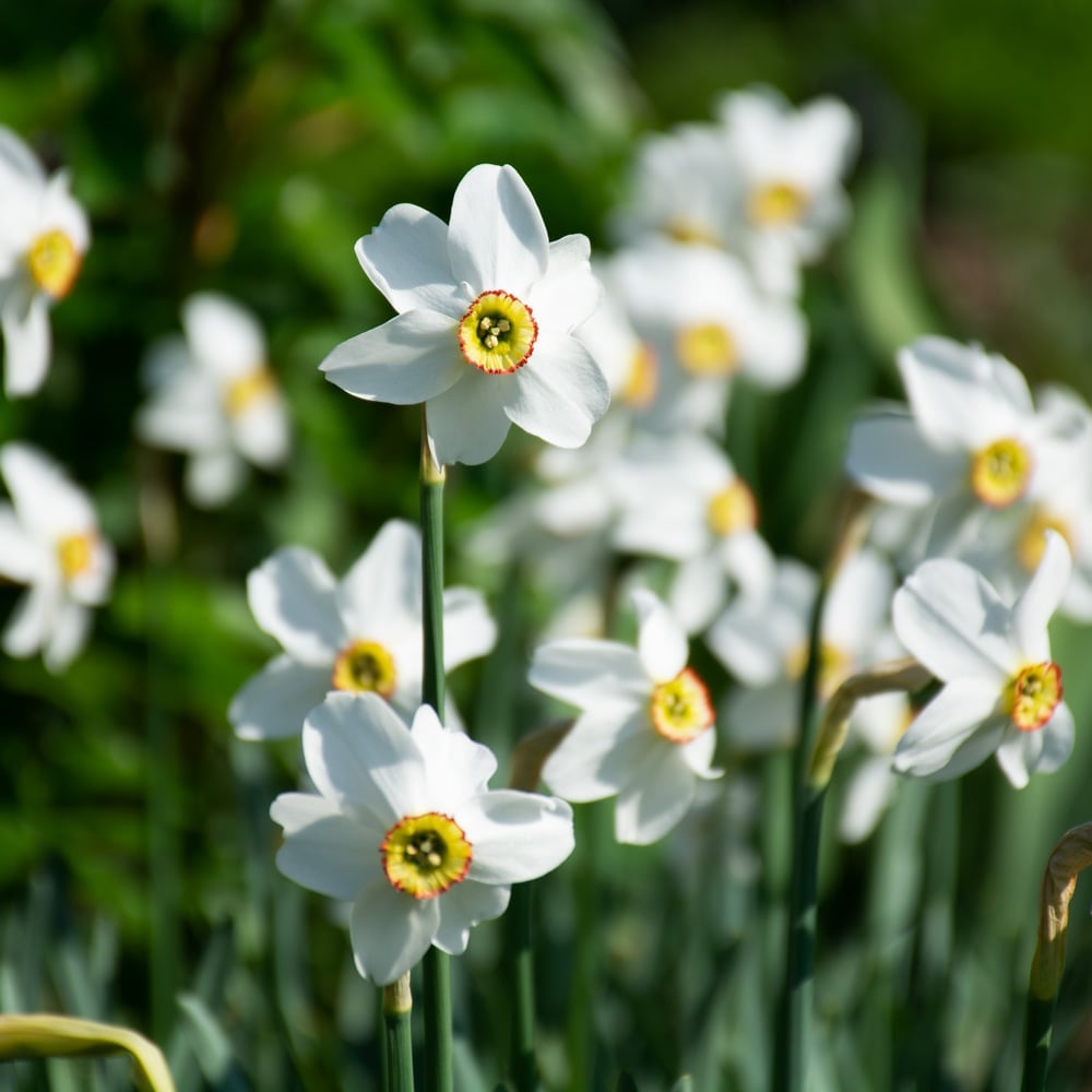 White Welcome Narcissus Mix