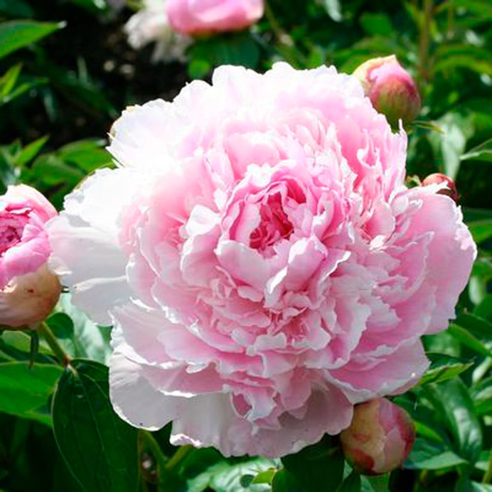 Peony 'La Perle'
