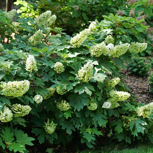 Hydrangea quercifolia Gatsby Glow Ball™