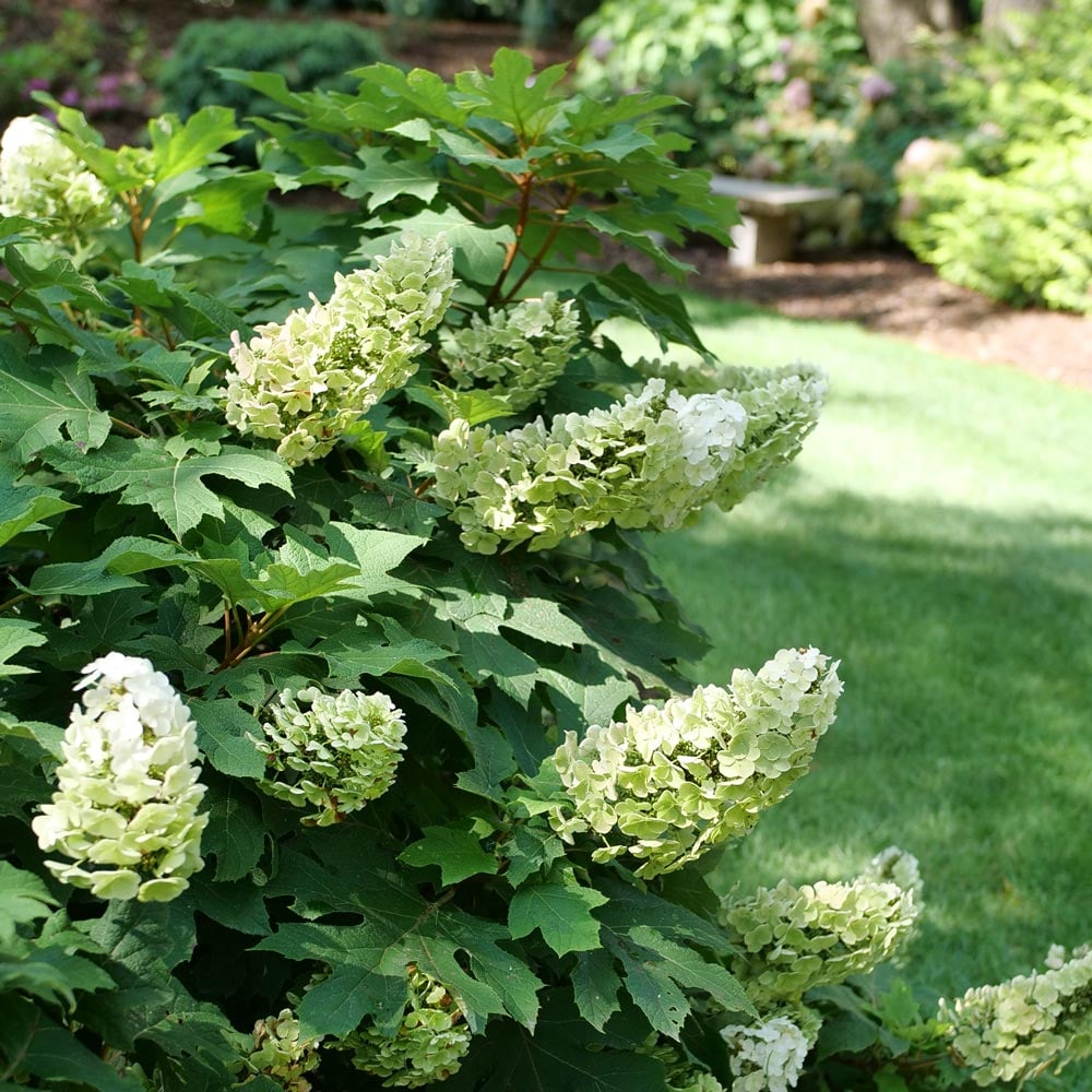 Hydrangea quercifolia Gatsby Glow Ball™
