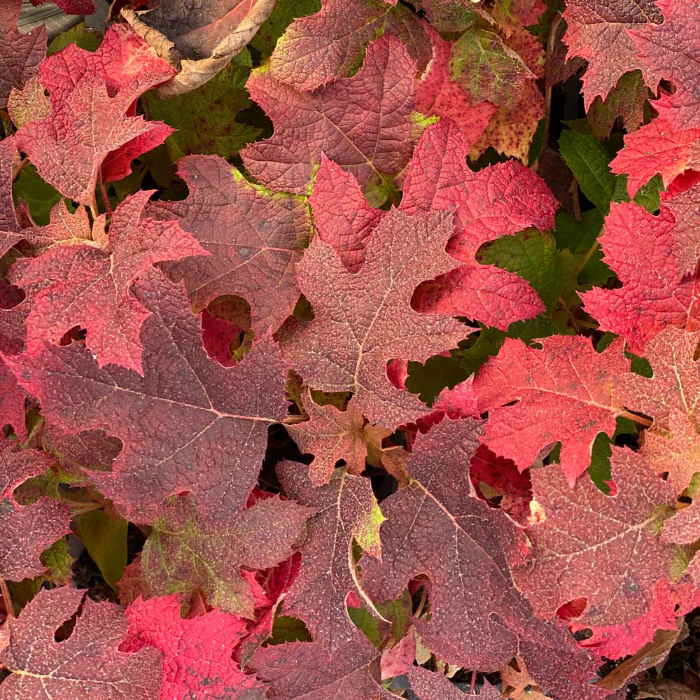 Hydrangea quercifolia Gatsby Glow Ball™