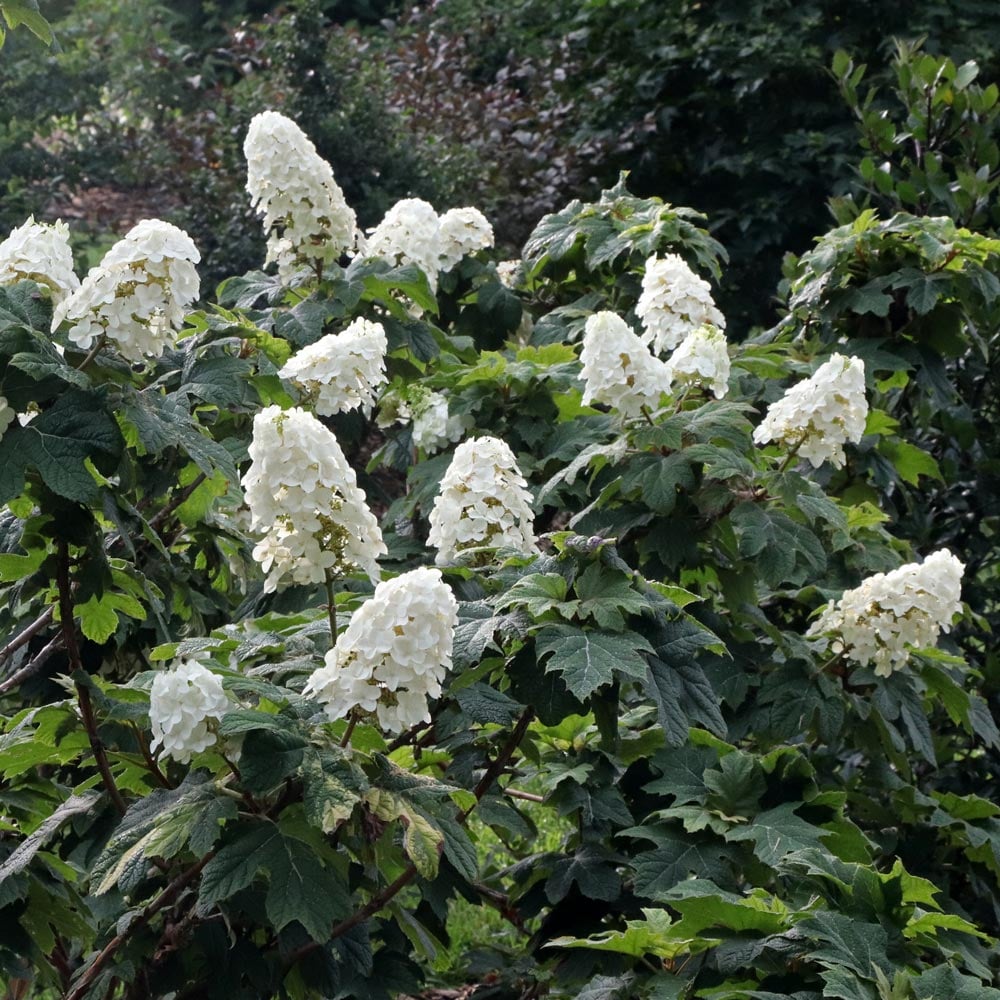 Hydrangea quercifolia Gatsby Glow Ball™