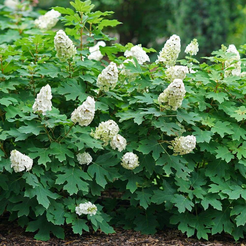 Hydrangea quercifolia Gatsby Glow Ball™