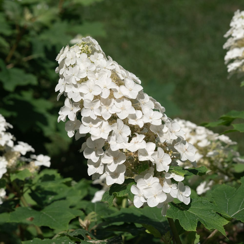 Hydrangea quercifolia Gatsby Glow Ball™