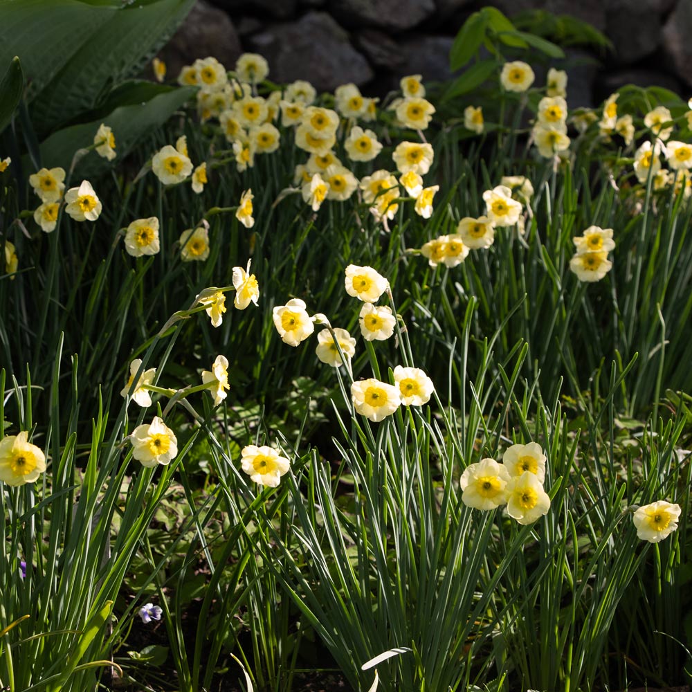 Award-Winning Miniature Daffodils