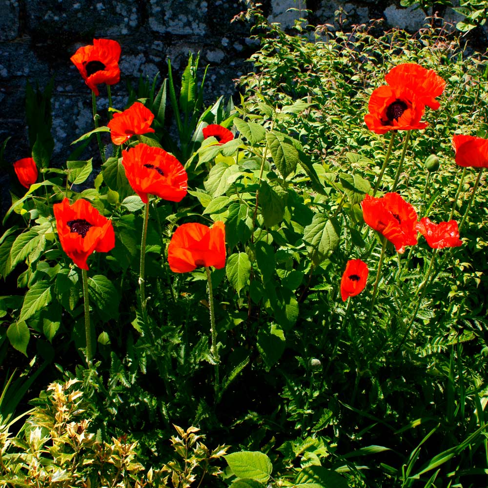 Papaver orientale 'Beauty of Livermere'