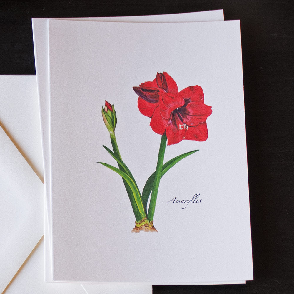 Amaryllis Note Cards, Set of 8