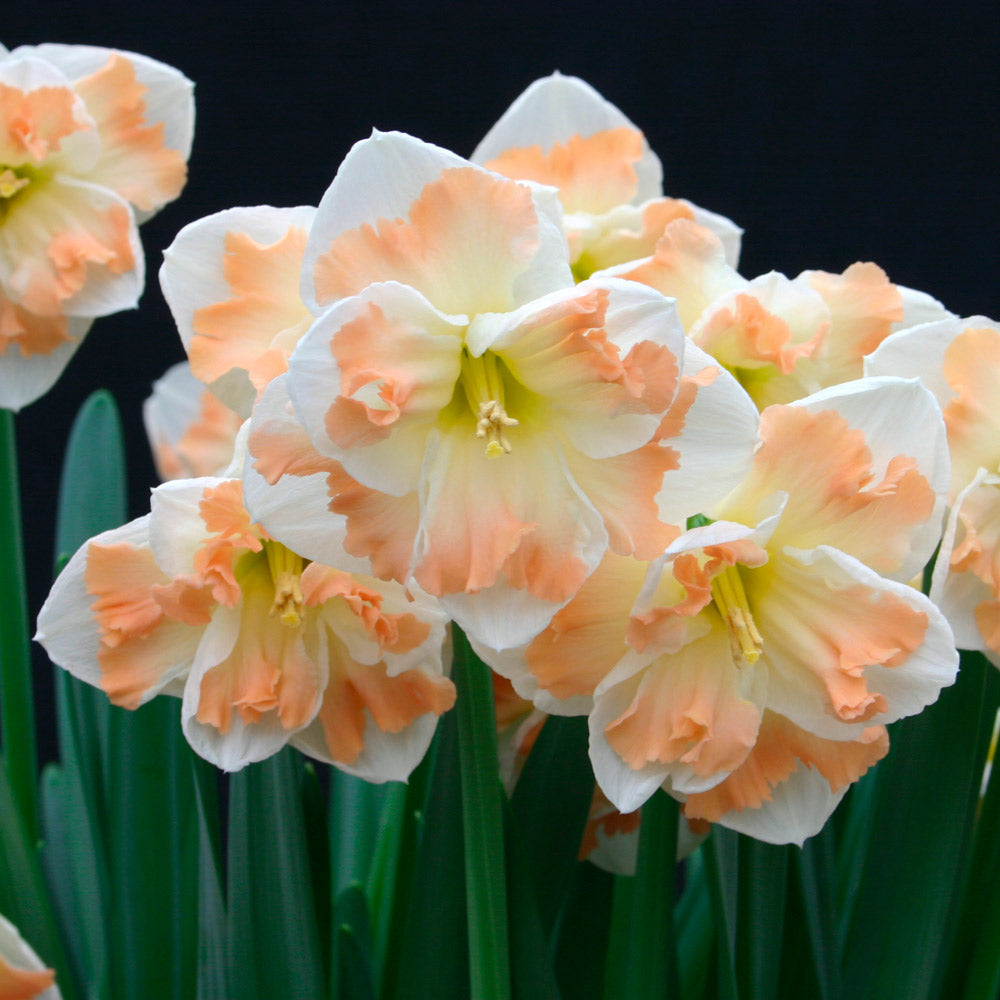 A Mix of Butterfly Daffodils