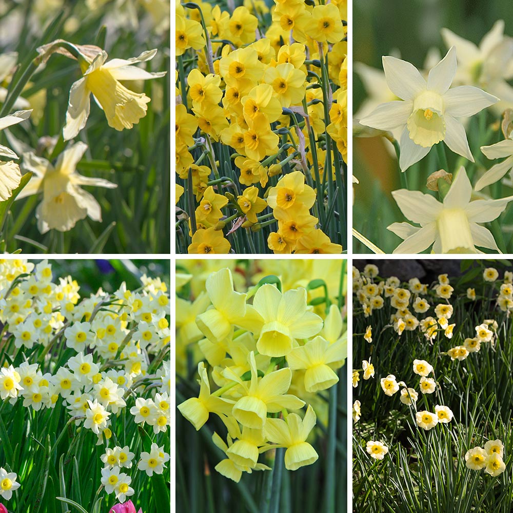 Award-Winning Miniature Daffodils