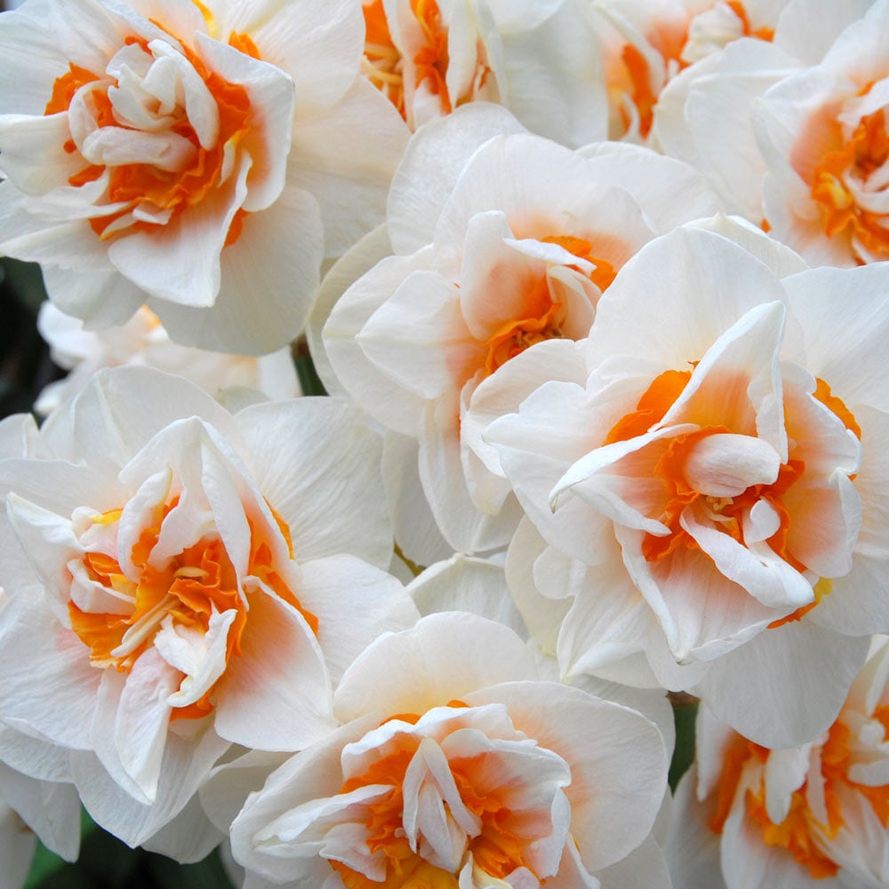 Bold Beauties Daffodil Mix