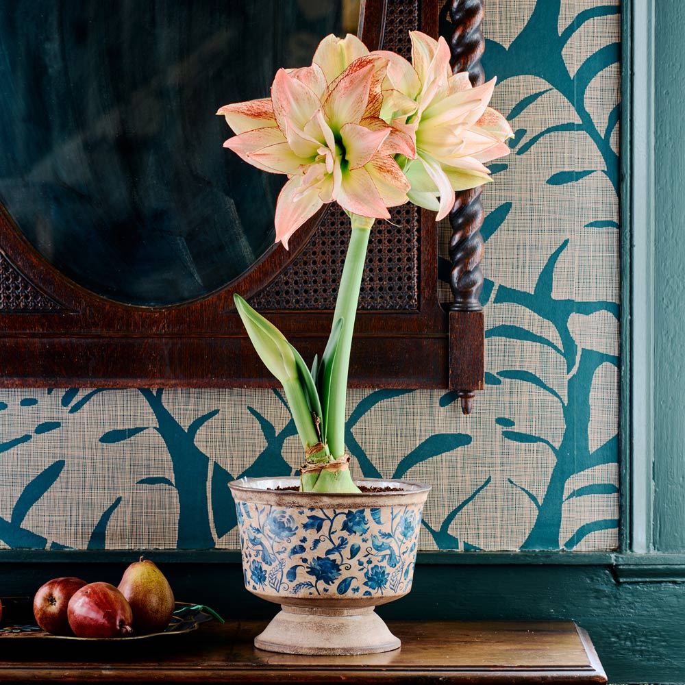 Amaryllis 'Aphrodite,' one bulb with Delft Blue Floral Pedestal cachepot Kit