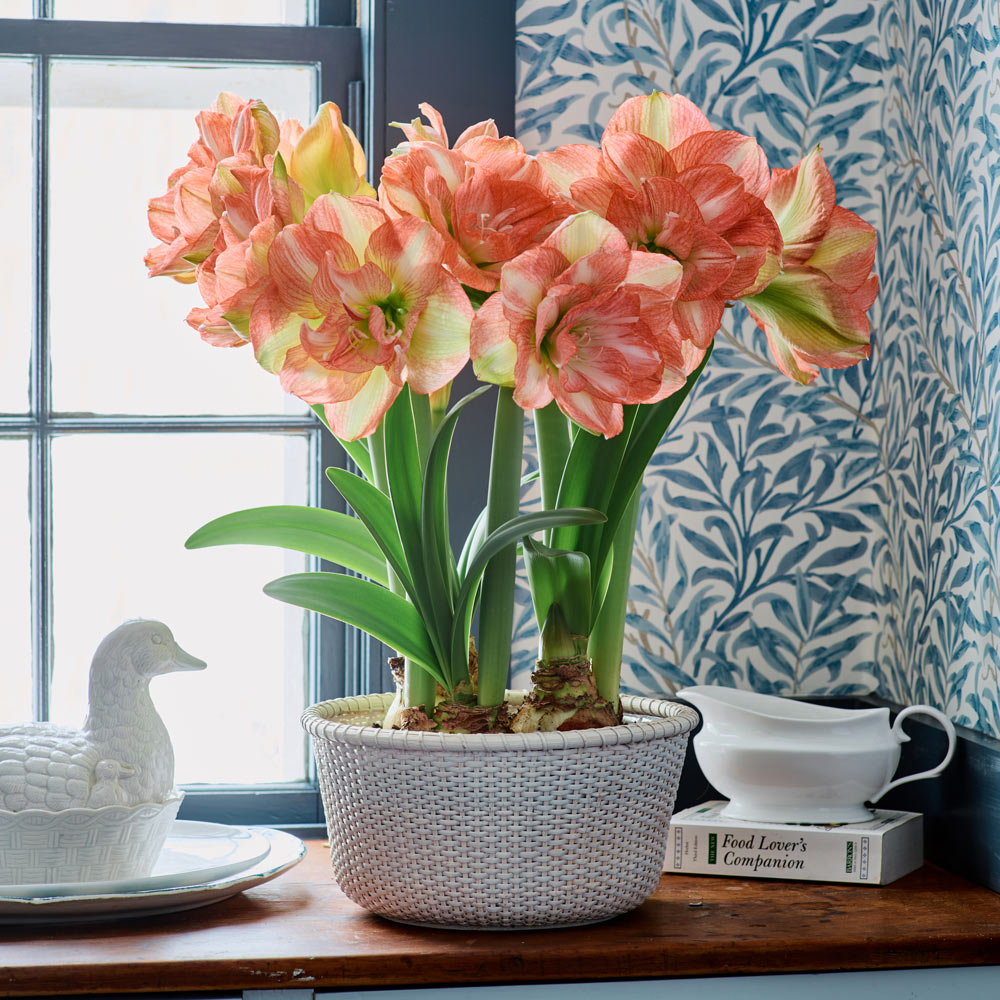 Amaryllis 'Beautiful Emotion,' 3 bulbs and large white Nantucket basket kit