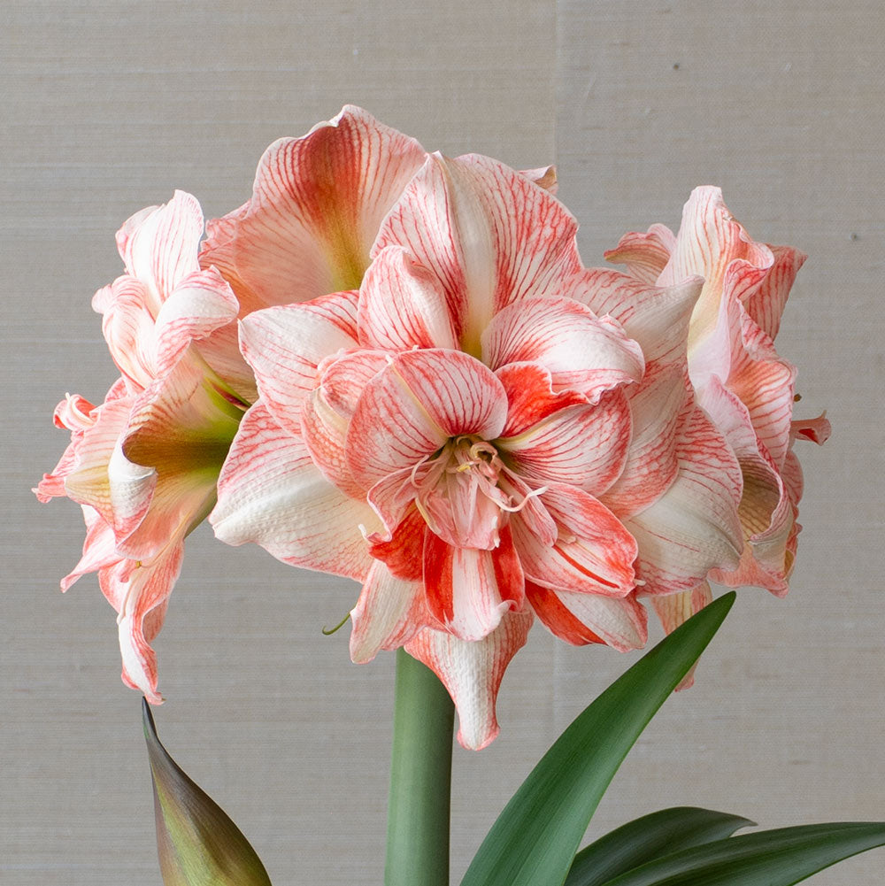 Amaryllis 'Lucky Nymph,' one bulb in metallic greige ceramic cachepot