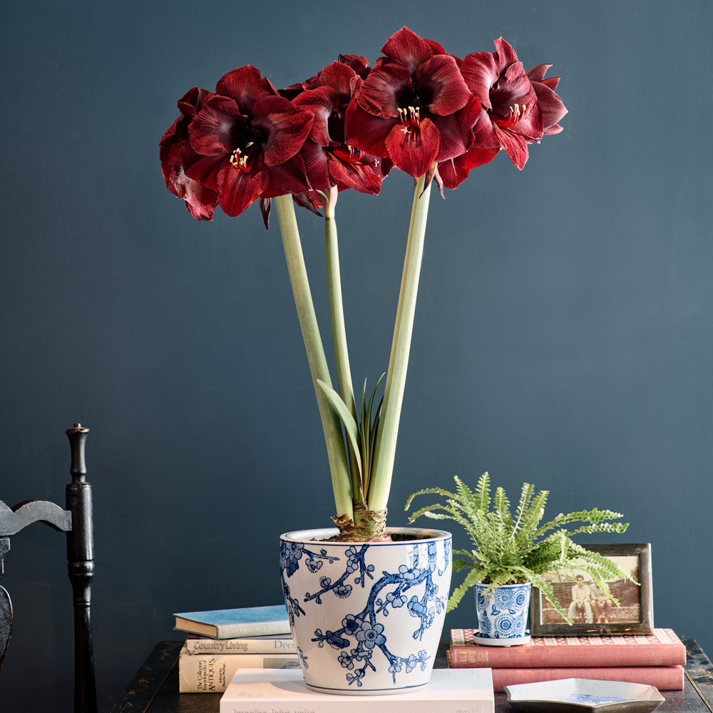 Amaryllis 'Mandela,' one bulb and Dynasty Chinoiserie Cachepot Kit