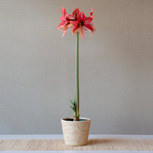 Amaryllis 'Pink Amazone'
